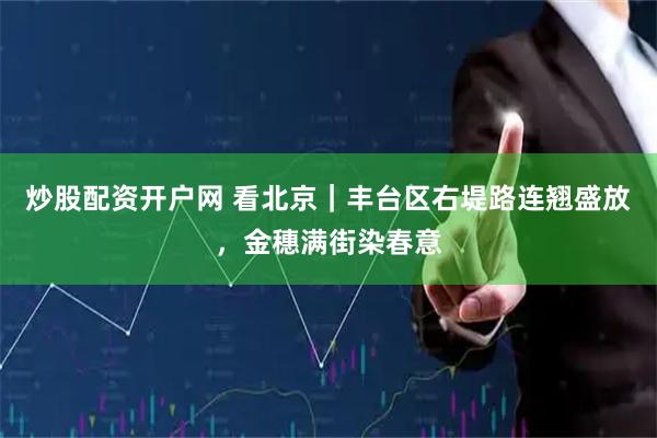 炒股配资开户网 看北京｜丰台区右堤路连翘盛放，金穗满街染春意